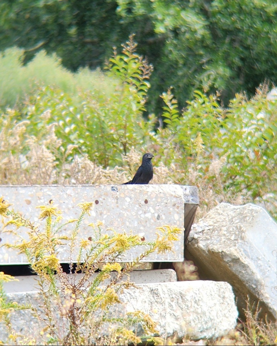 furenebbani - ML644552235