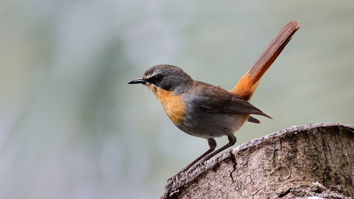 ツグミヒタキ - ML644552236