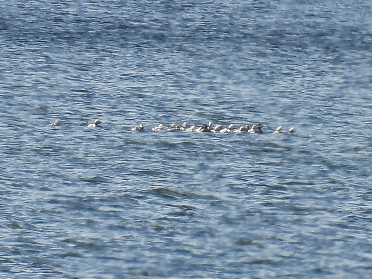 Harelde kakawi - ML644552238