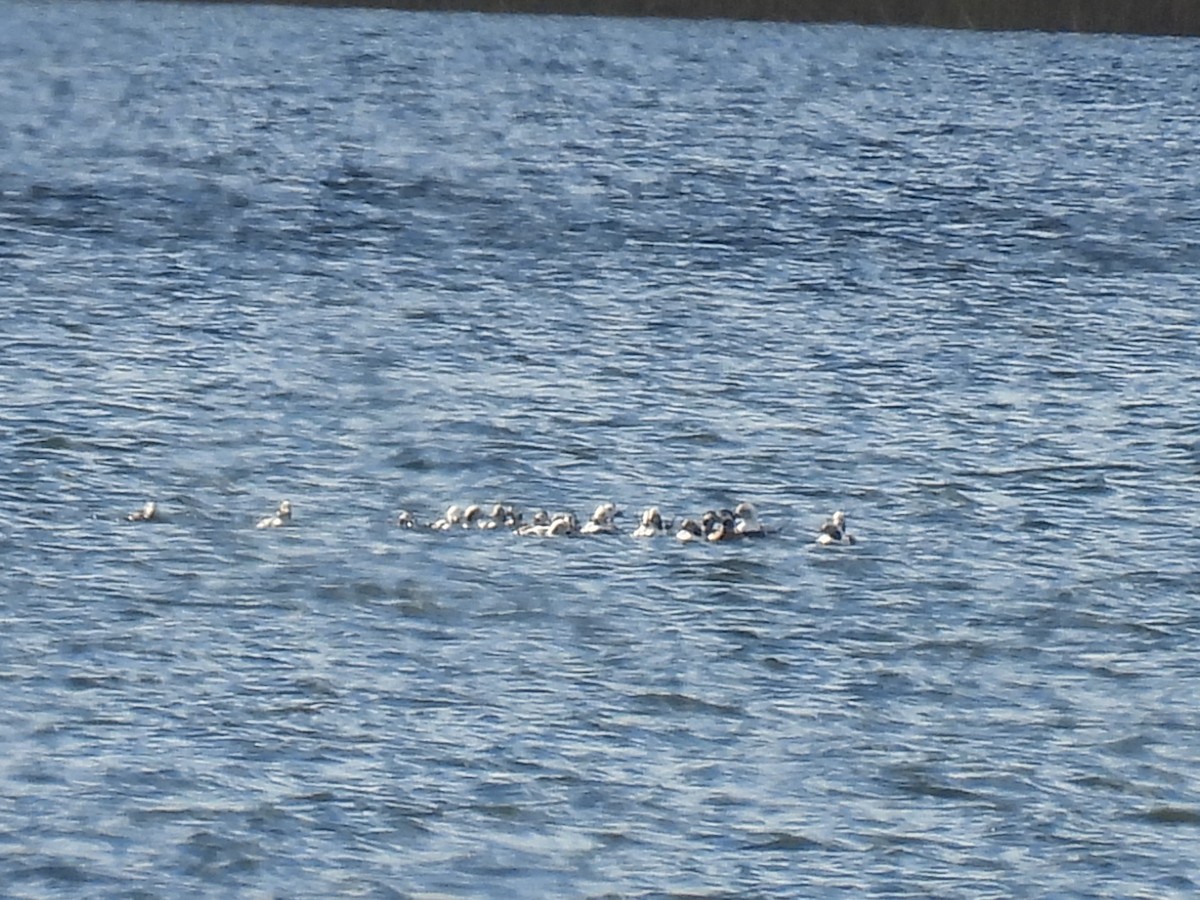 Harelde kakawi - ML644552239