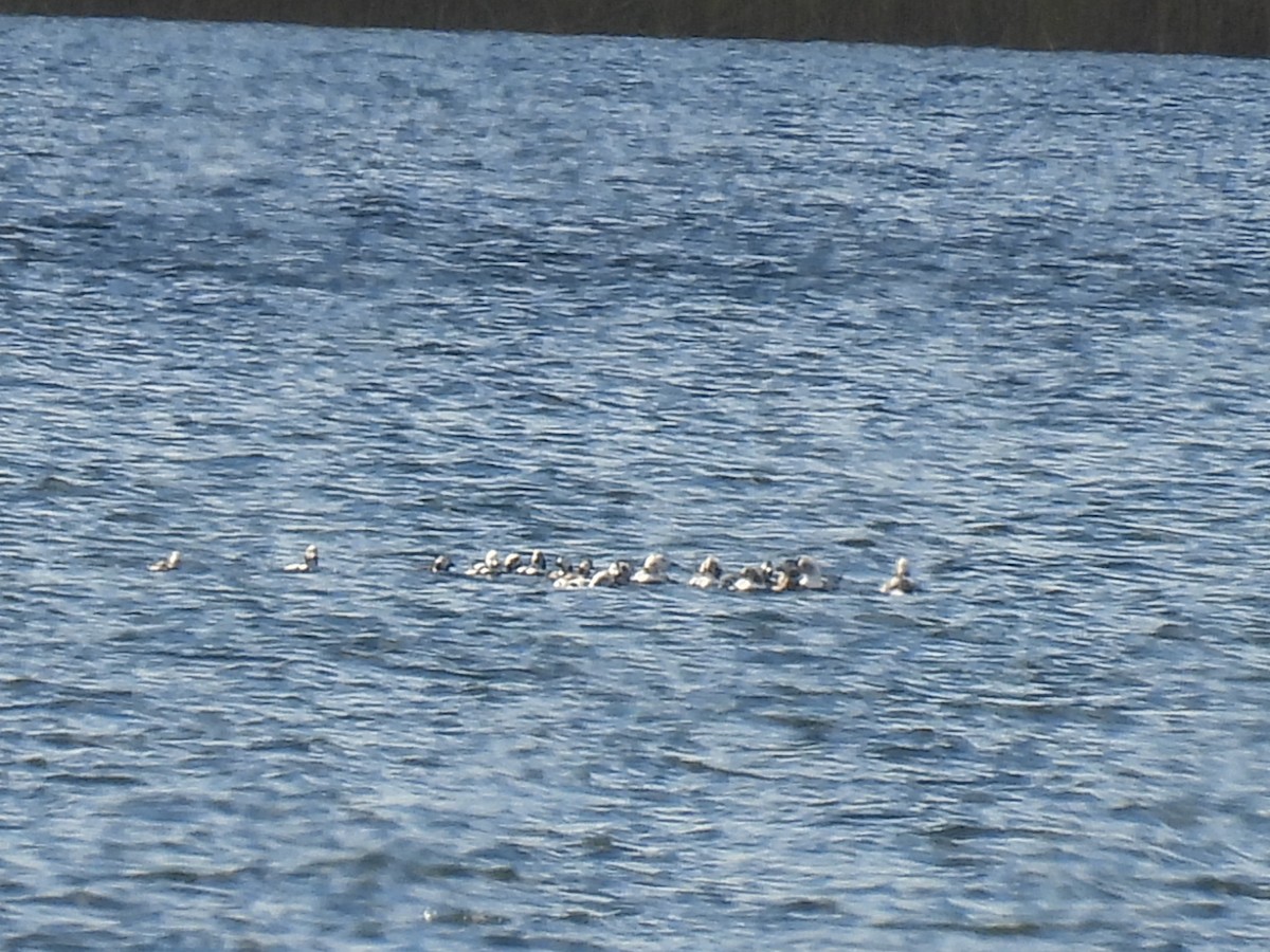 Harelde kakawi - ML644552240