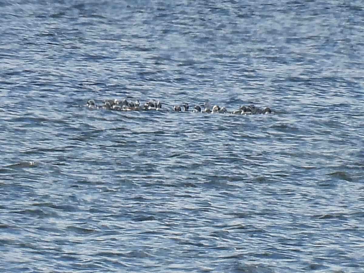 Harelde kakawi - ML644552242