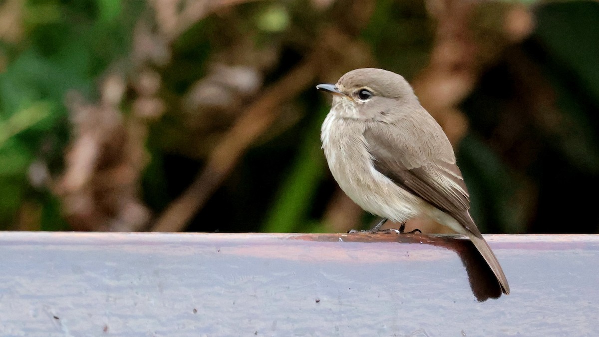 アフリカコサメビタキ - ML644552246