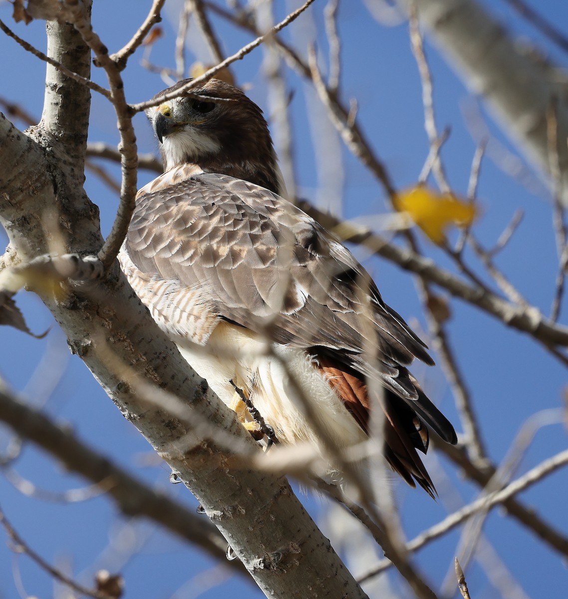 Канюк неоарктичний - ML644552256