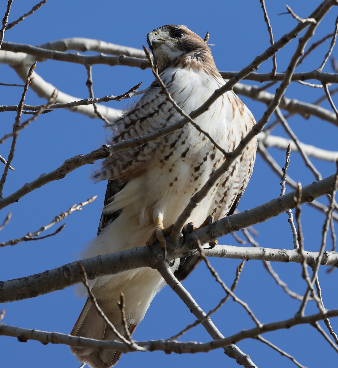 Канюк неоарктичний - ML644552258