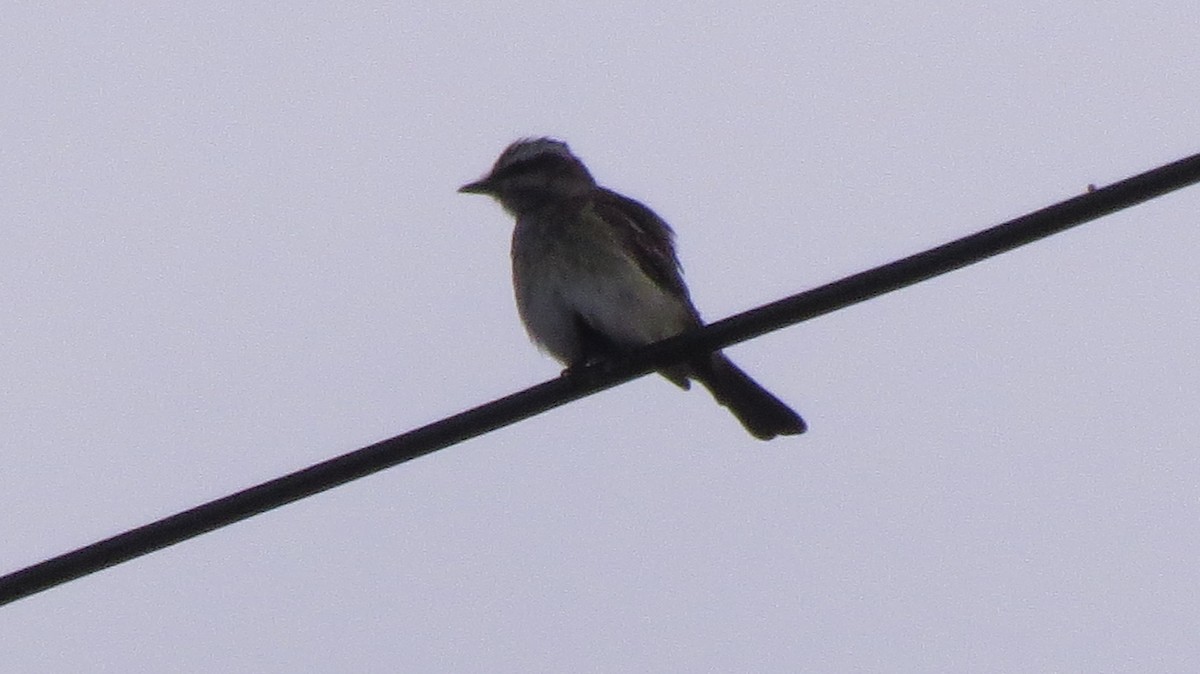 Tyran tacheté - ML644552260