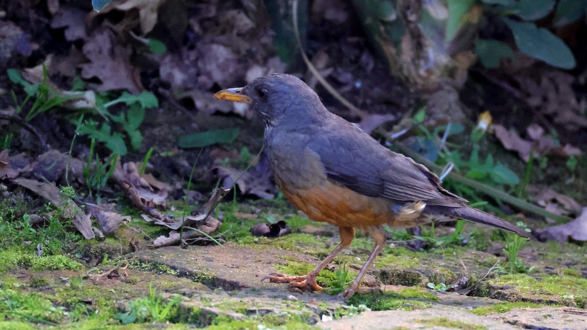 オリーブツグミ - ML644552265