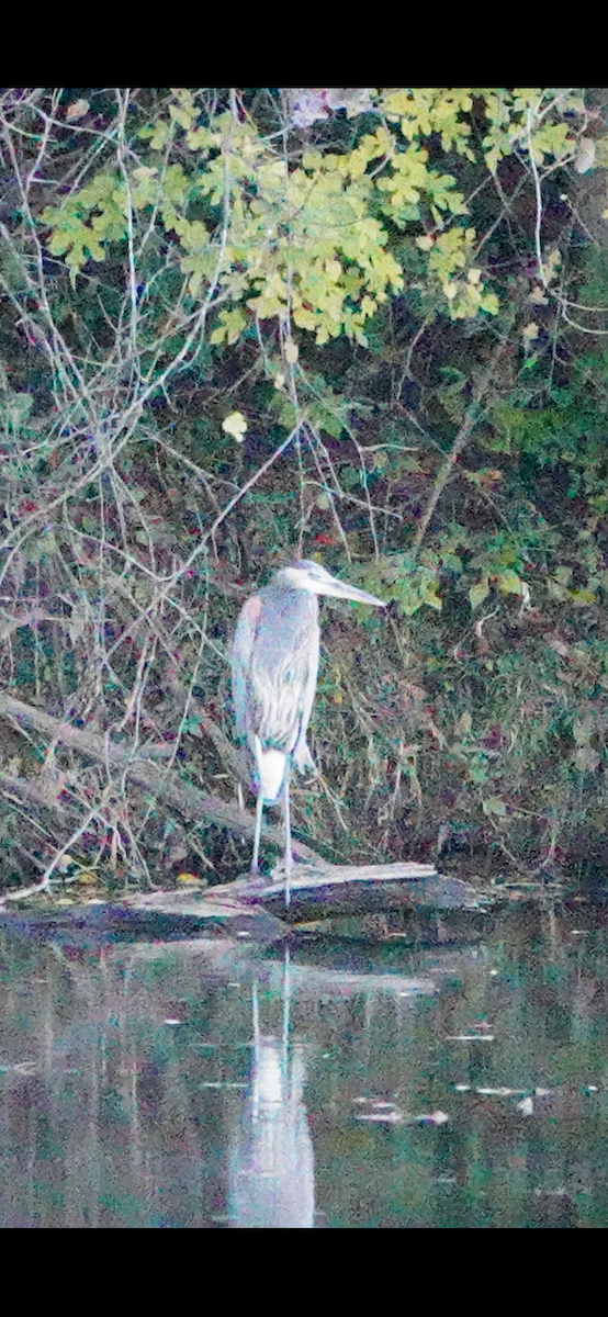 אנפה אמריקנית - ML644552266