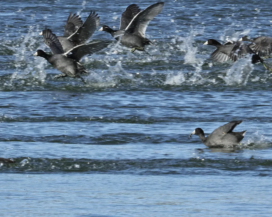 American Coot - ML644552277