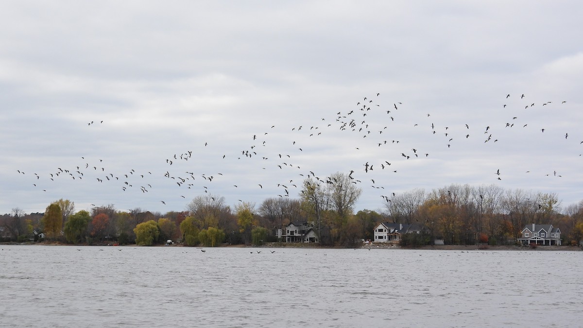 Canada Goose - ML644552279