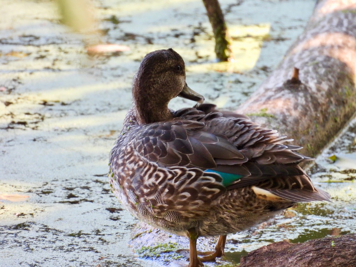 krikkand - ML644552280