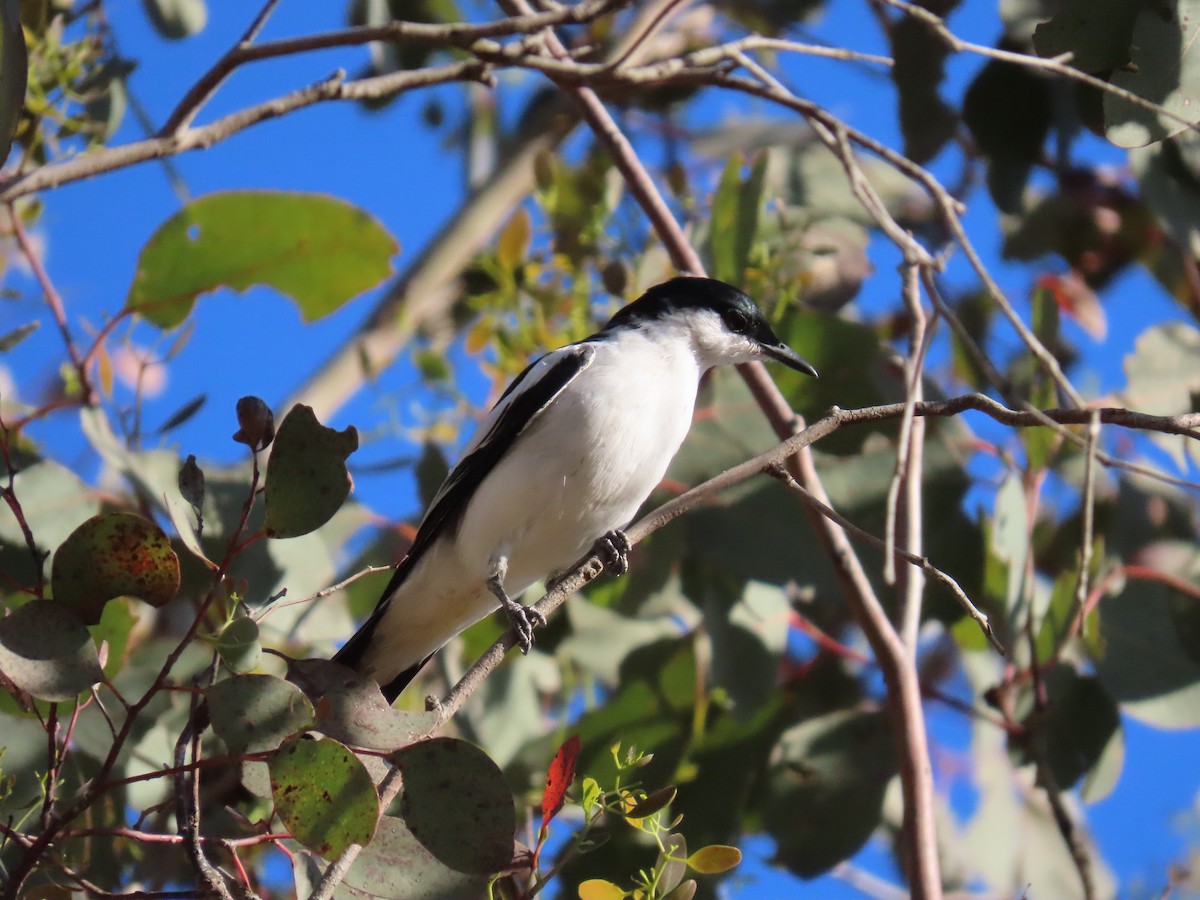White-winged Triller - ML644552287