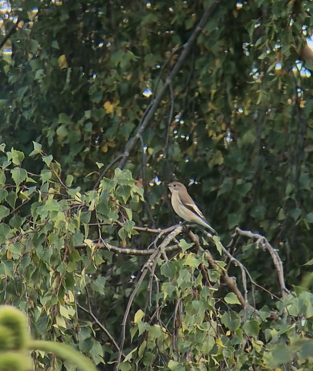 マダラヒタキ - ML644552290