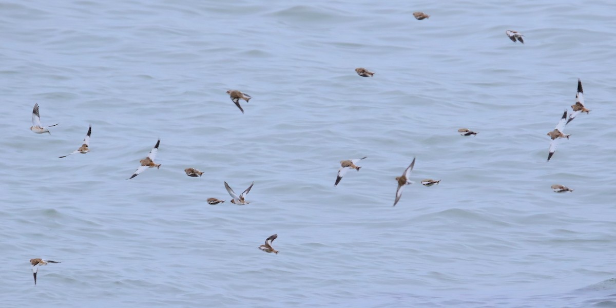 Plectrophane des neiges - ML644552292