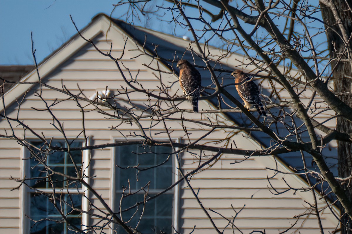 Red-shouldered Hawk - ML644552293