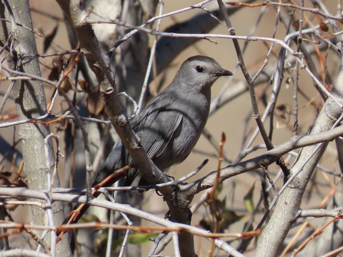 Moqueur chat - ML644552295