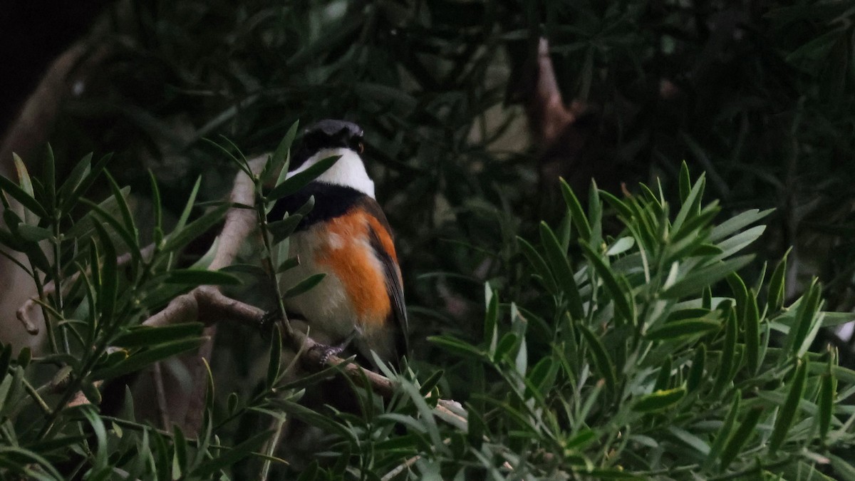 ムナグロセワタビタキ - ML644552297