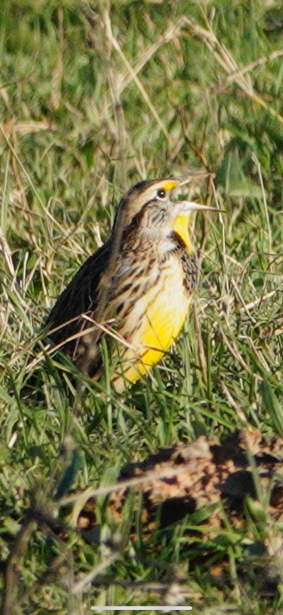 Eastern Meadowlark - ML644552306