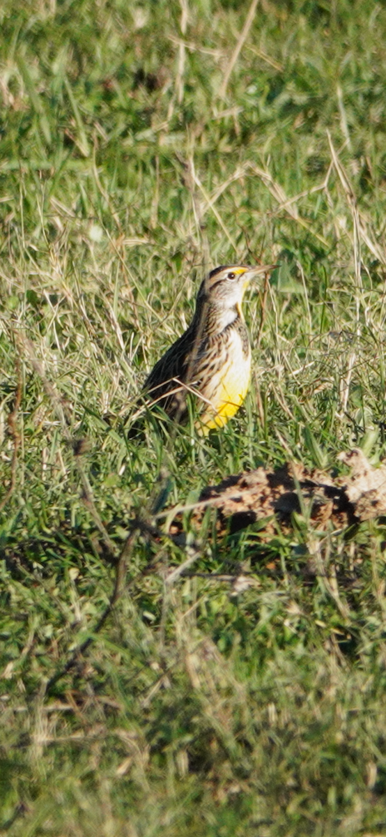 Eastern Meadowlark - ML644552307