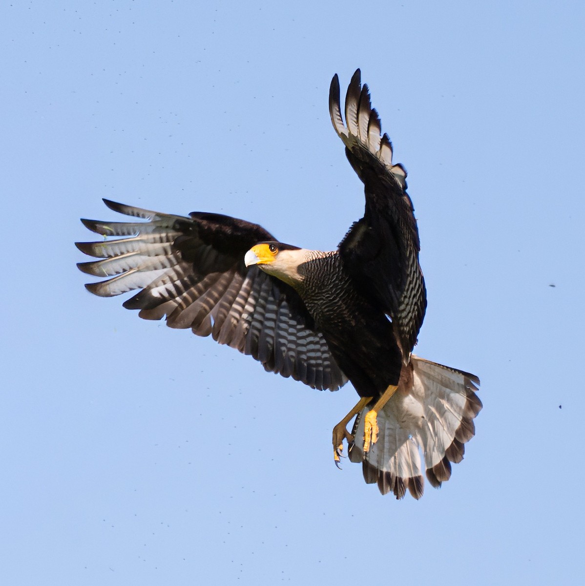 ミナミカラカラ - ML644552314