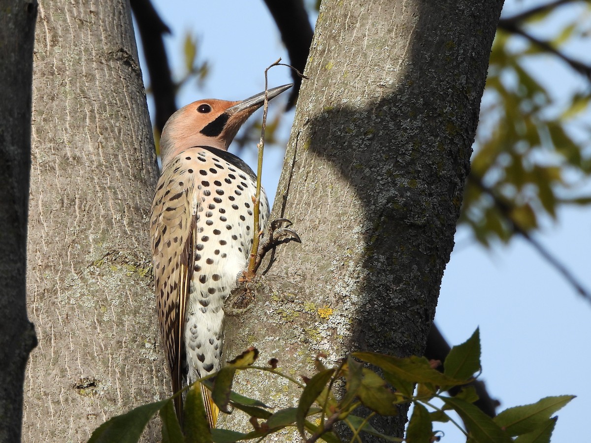 gullspett - ML644552318