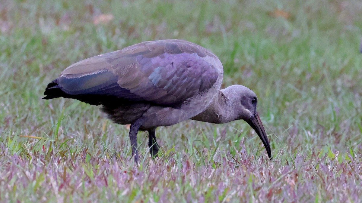 ハダダトキ - ML644552320