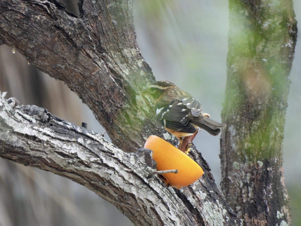Cardinal à poitrine rose - ML644552322