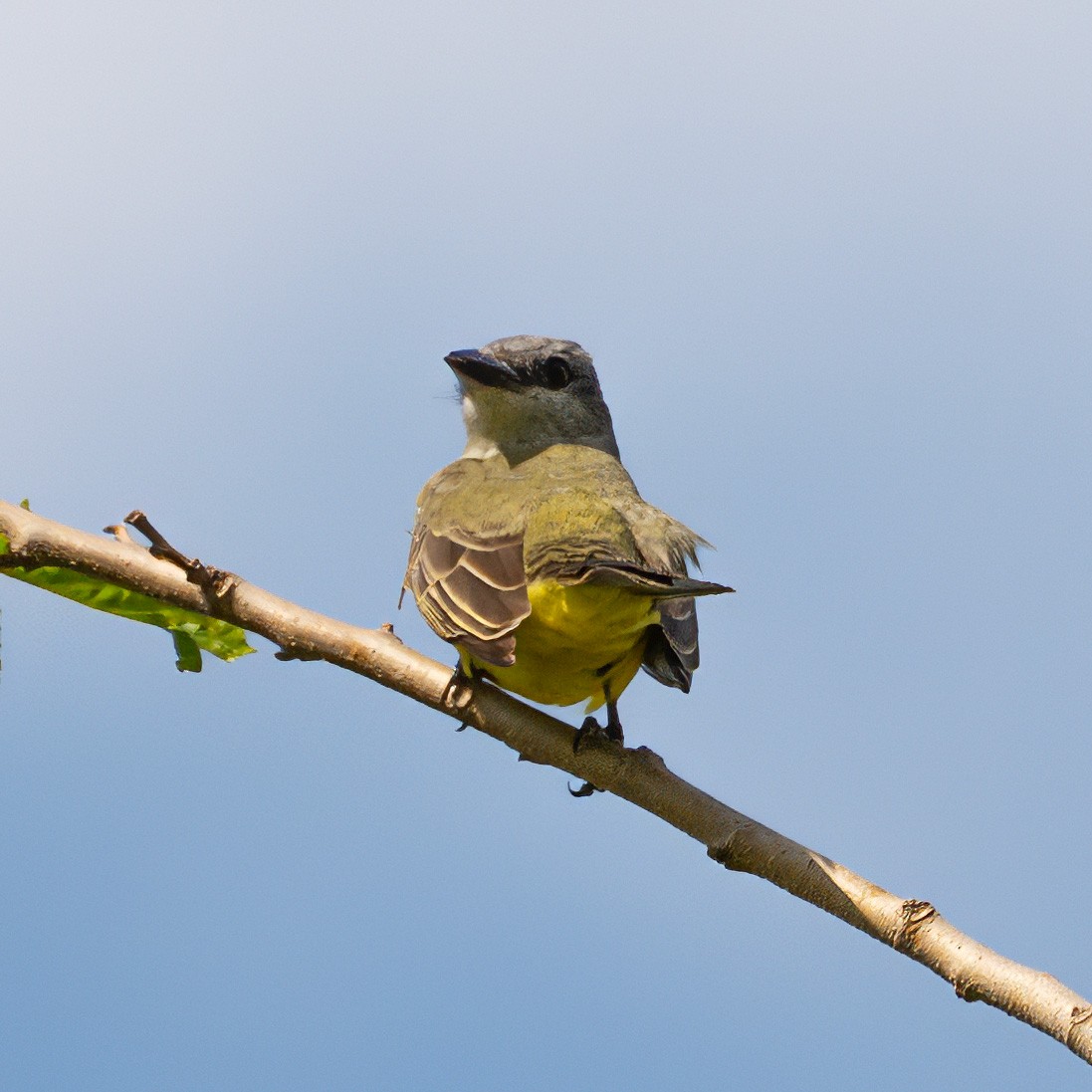 Tyran mélancolique - ML644552323