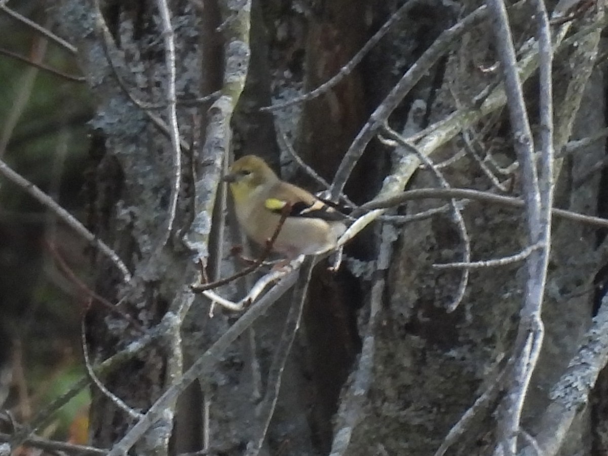 American Goldfinch - ML644552324