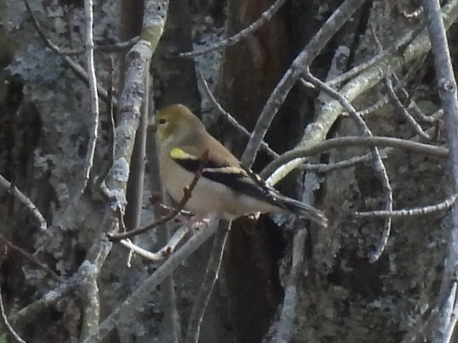 American Goldfinch - ML644552325