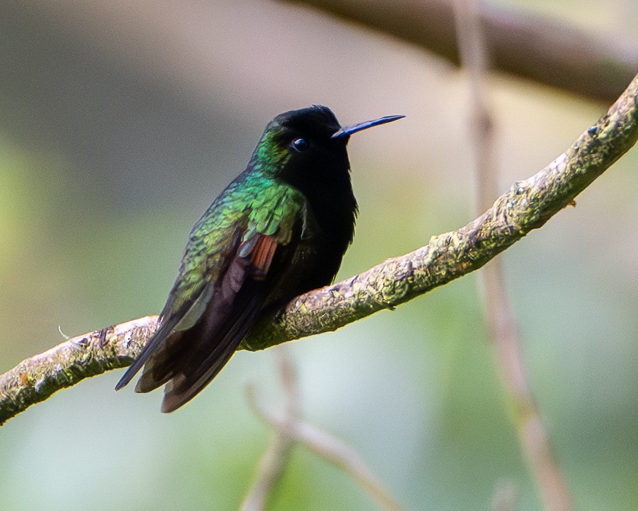 Black-bellied Hummingbird - ML644552326