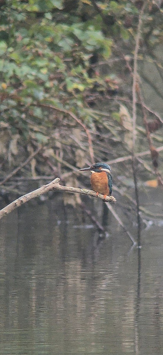 カワセミ - ML644552327