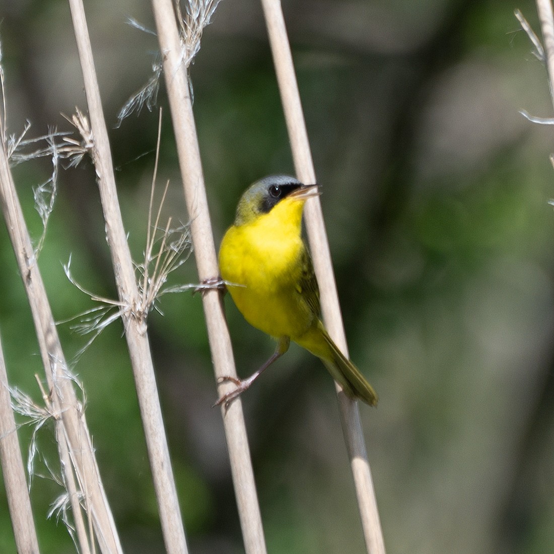 Paruline voilée - ML644552330