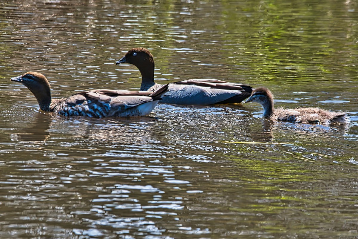 mankeand - ML644552332