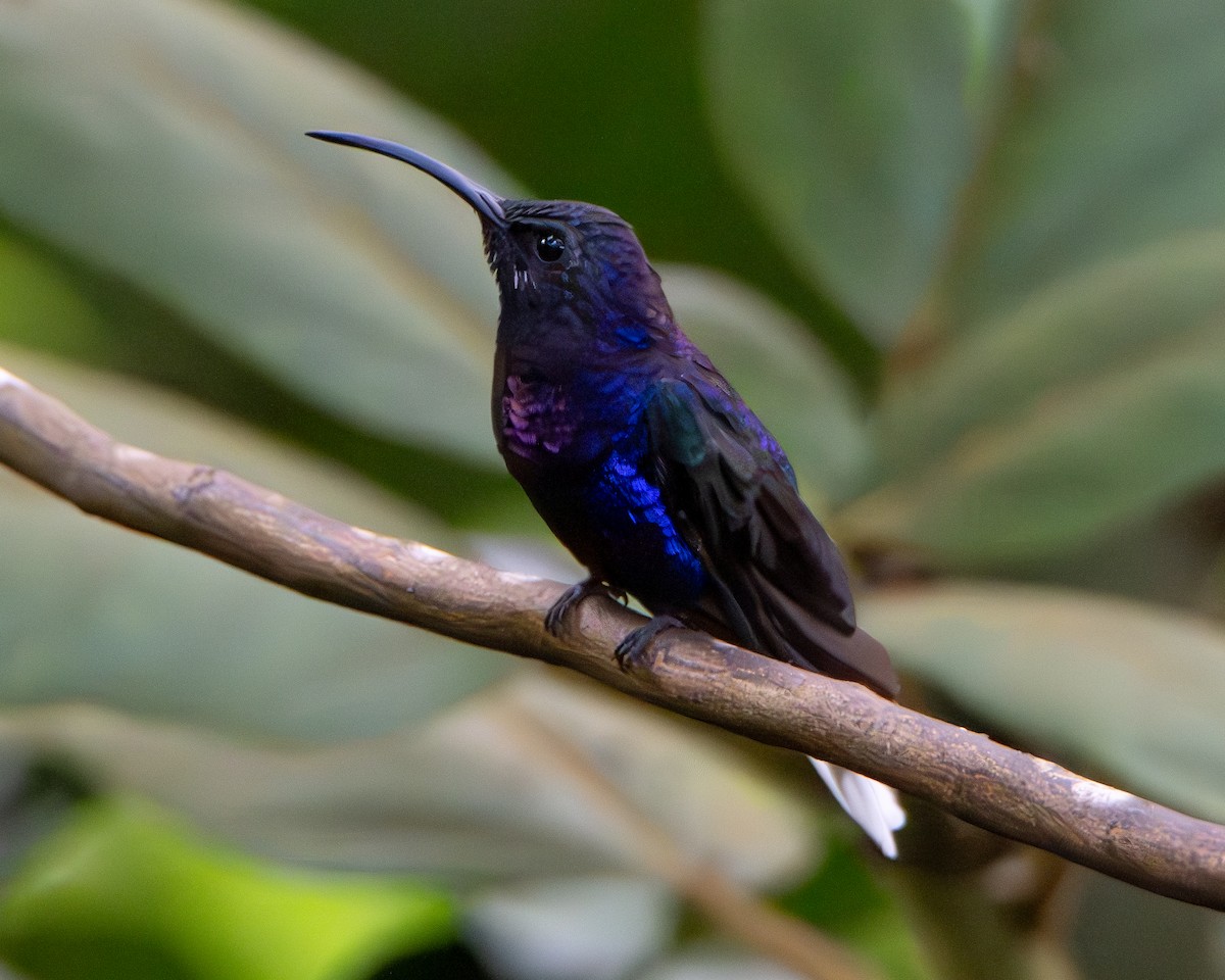 fiolettsabelvinge - ML644552337