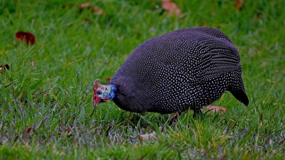 ホロホロチョウ - ML644552338