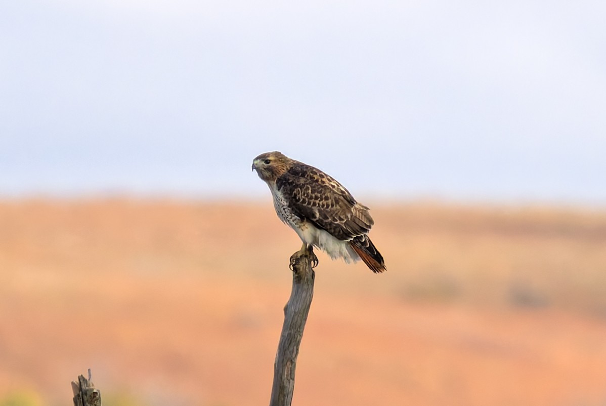 rødstjertvåk (borealis) - ML644552341