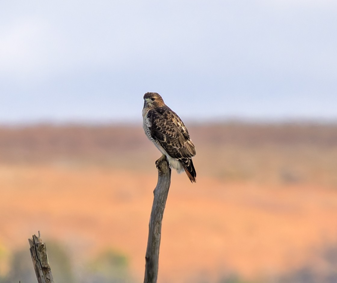rødstjertvåk (borealis) - ML644552342