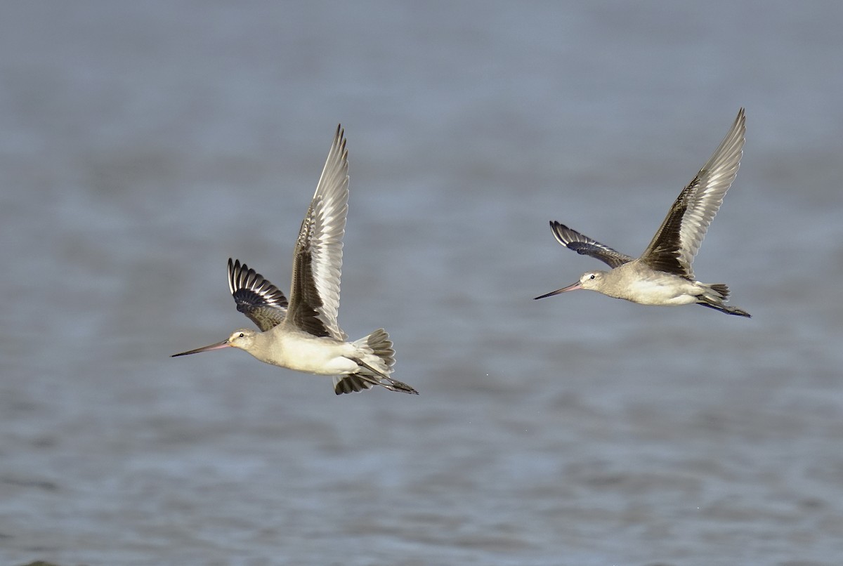 svartvingespove - ML644552345