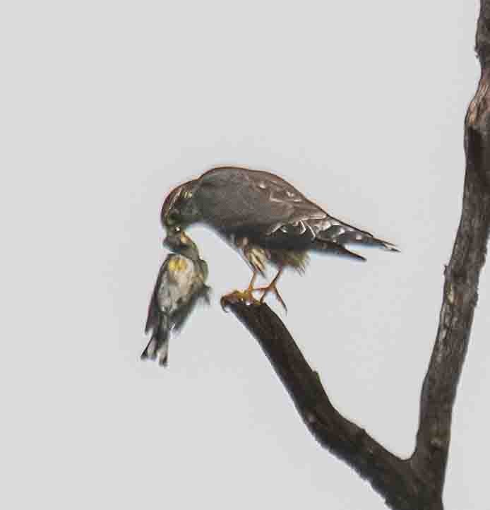 myrteparula (auduboni) (sitronstrupeparula) - ML644552346