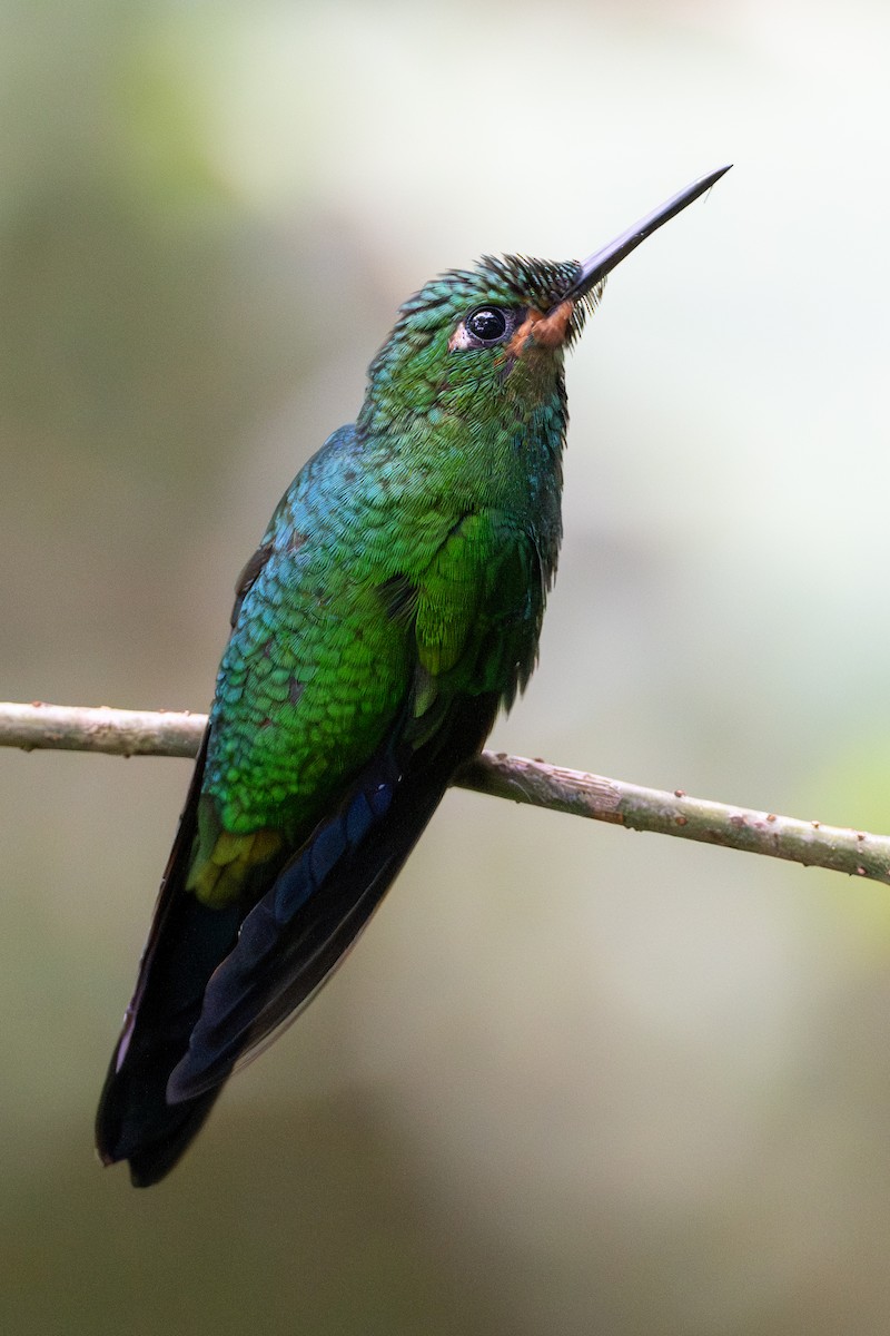 blåsmykkebriljant - ML644552348