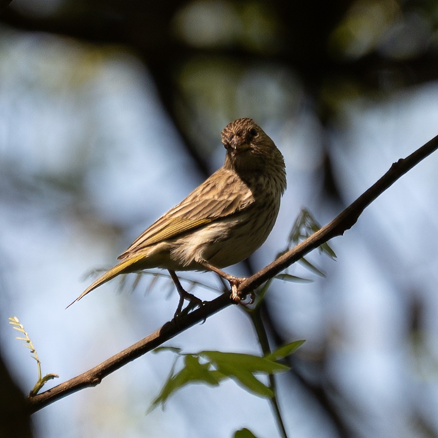Saffron Finch - ML644552350