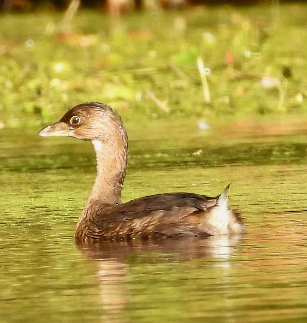 ringnebbdykker - ML644552351