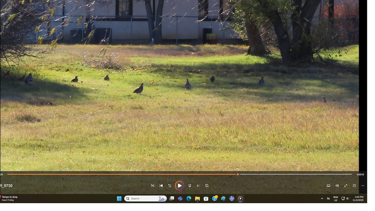 rapphøne - ML644552352