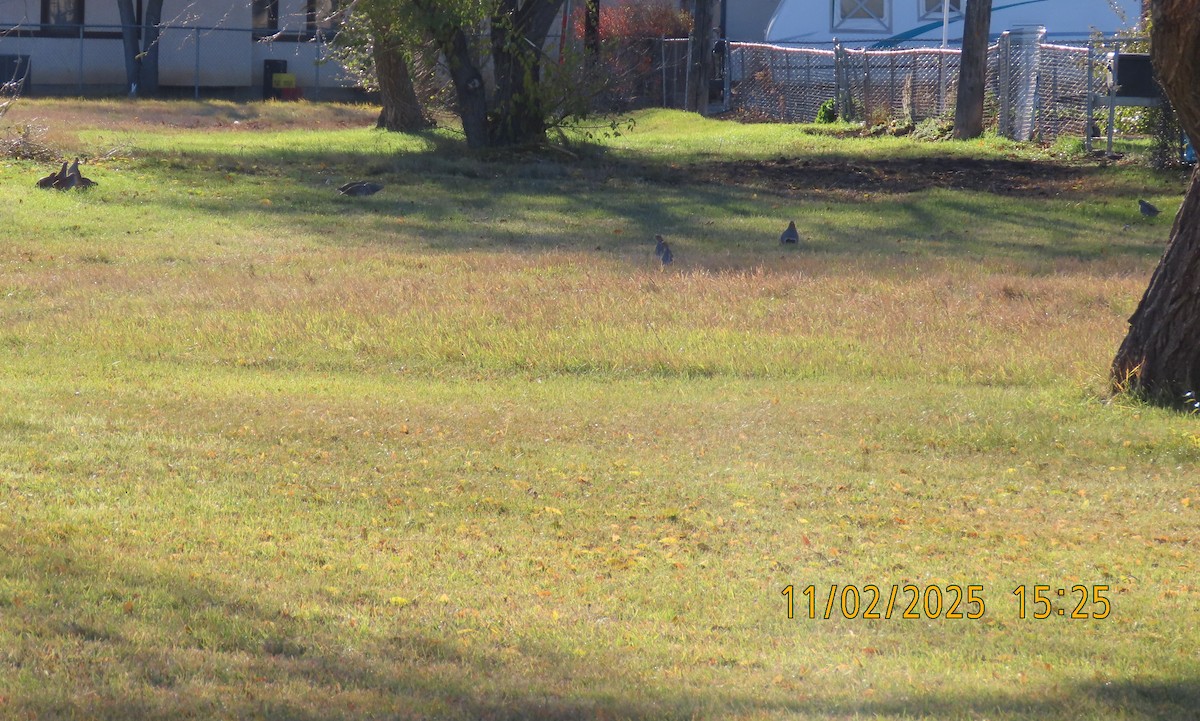 rapphøne - ML644552356