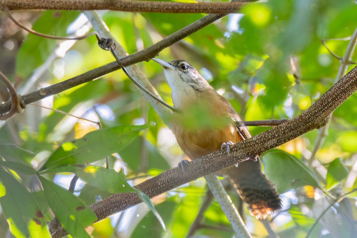 langnebbsmett - ML644552357