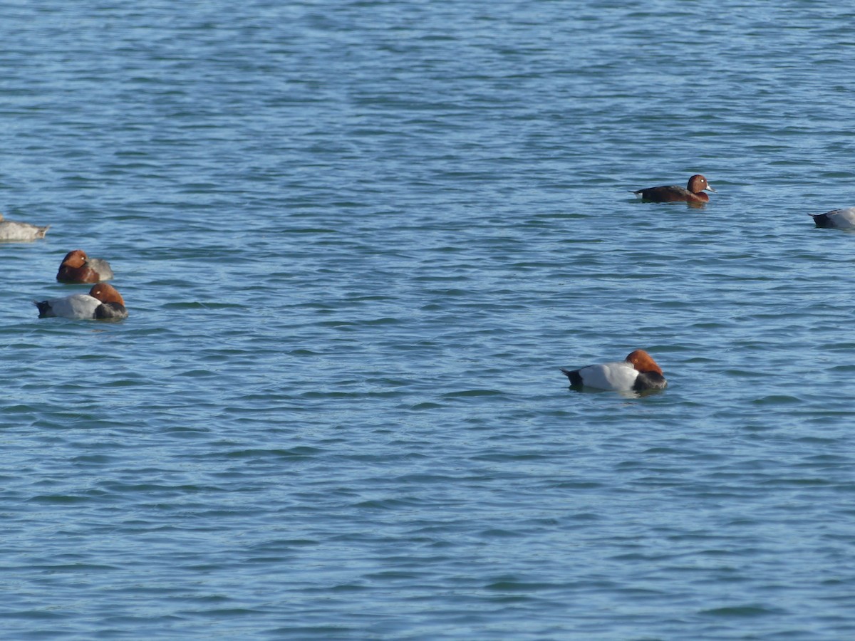 taffeland x hvitøyeand (hybrid) - ML644552359