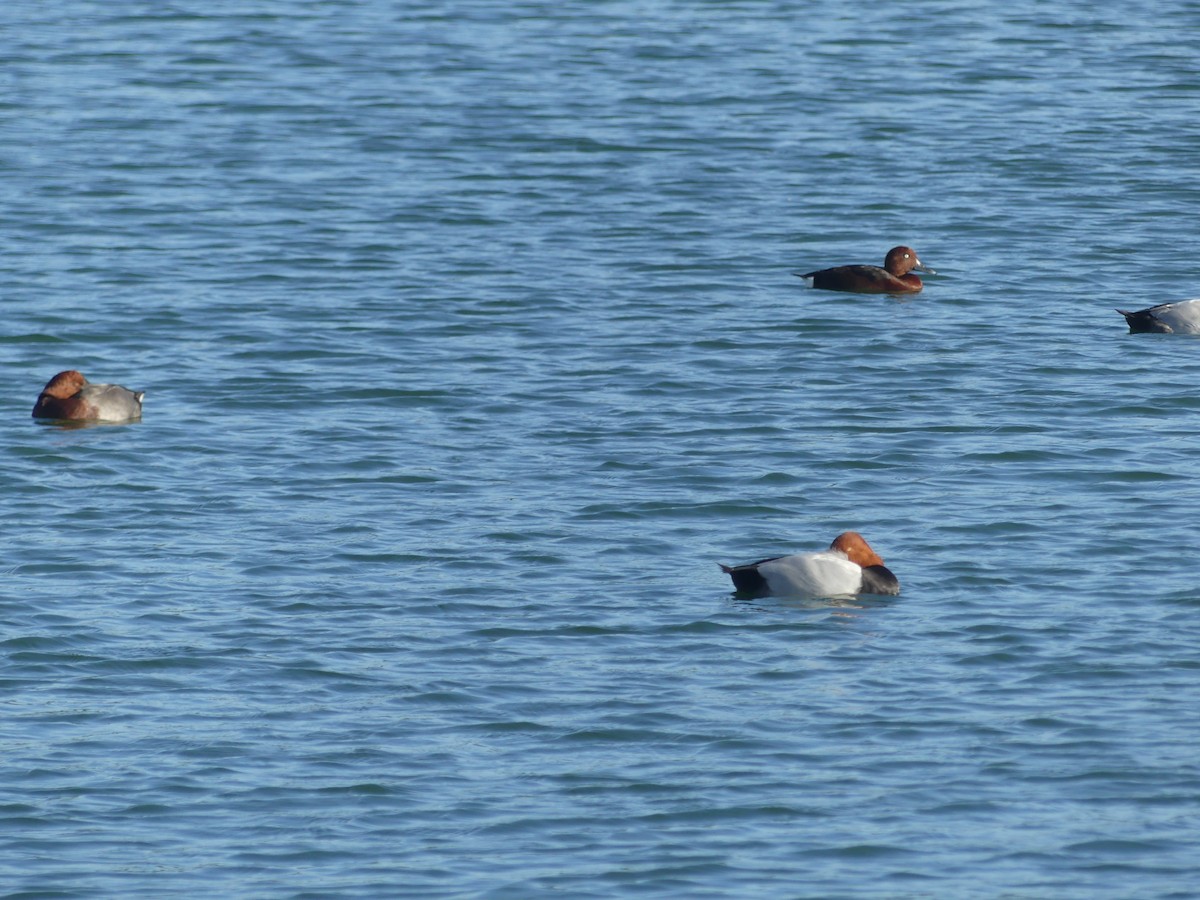 taffeland x hvitøyeand (hybrid) - ML644552360