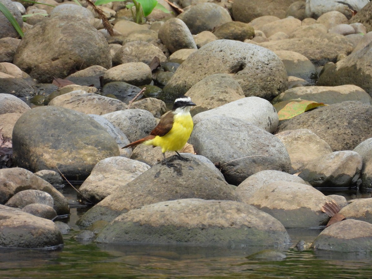 Bienteveo Común - ML644552362