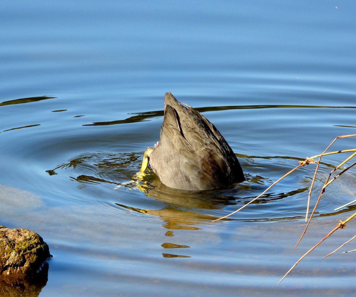 amerikasothøne - ML644552364